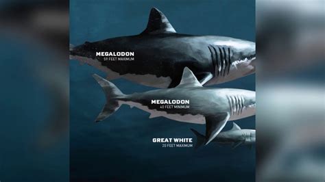 50 ft megalodon found.